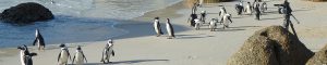 南アフリカ｜ペンギンと泳げるビーチ