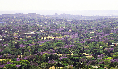 プレトリアのジャカランダ俯瞰｜南アフリカ